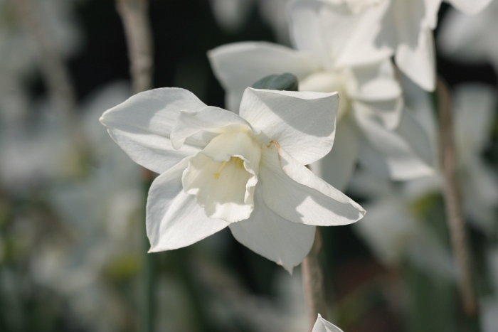 Tulipes a Morges 2007 - 134